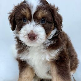 Hooper - Brown and white male Aussiedoodle puppy in Campbell, California from Mini AussieDoodle Puppies
