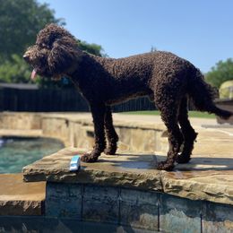 Finn - Lagotto Romagnolo