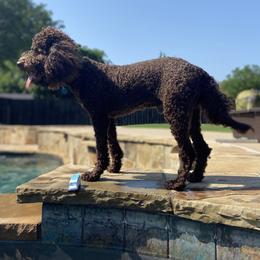 Finn - Lagotto Romagnolo
