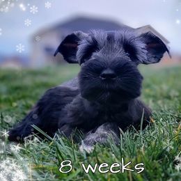 Willow, Imported Champion Lines - Black female Miniature Schnauzer puppy in Saratoga Springs, Utah from Happy Beard Schnauzers