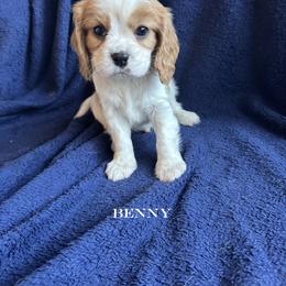 Benny - Blenheim male Cavalier King Charles Spaniel puppy in Marion, Indiana from Country Cavapoos