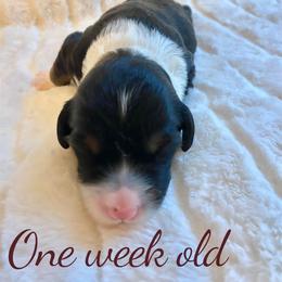 Lucky - Tri-color male Bernedoodle puppy in Huntsville, Alabama from Falcon Ridge Doodles
