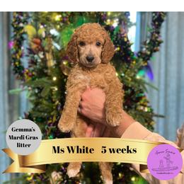 Ms White - Apricot female Poodle puppy in Ocean Springs, Mississippi from Forever Summer Standard Poodles