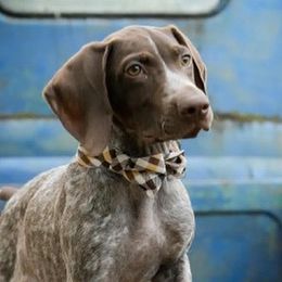 German Shorthaired Pointers from Proper Pointers