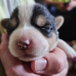 Jason - Black and tan male Pembroke Welsh Corgi puppy in Pilot Rock, Oregon from L2H Corgi's