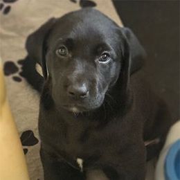 Red collar male - Black male Labrador Retriever puppy in Giddings, Texas from Artisan Retrievers