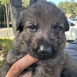 Vila - Sable female German Shepherd puppy in Sonora, California from Elite Haus K9