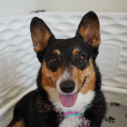 Hope - Pembroke Welsh Corgi