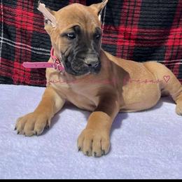Perro de Presa Canario Puppies from Mesquite Creek Kennels
