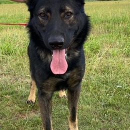 German Shepherds from Oakwood Kennels