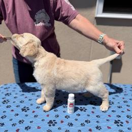 Girl 1 - White-Beige - Light golden female Golden Retriever puppy in Mc Minnville, Tennessee from Wishaw Whisky Golden Retrievers