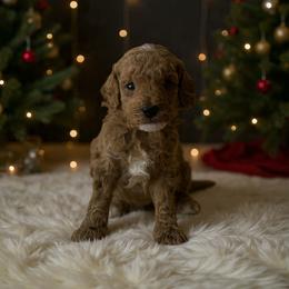 Neve - Red  male Poodle puppy in Queen Creek, Arizona from Poised Poodles