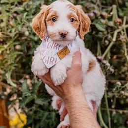 Purple girl - Parti female Goldendoodle puppy in Damascus, Oregon from Emma Doodles
