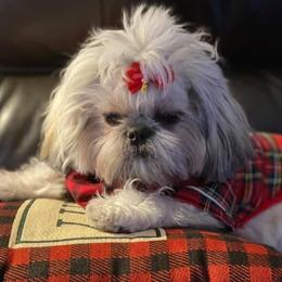 Zasha - Shih Tzu