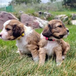 Cavapoo Puppies from Sophie's Puppy Den