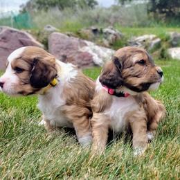 Cavapoo Puppies from Sophie's Puppy Den