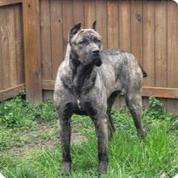 Michone - Cane Corso