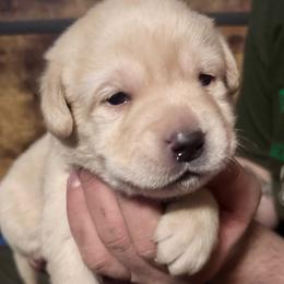 Fru Fru - Yellow female Labrador Retriever puppy in Kossuth, Pennsylvania from Barrett Farm Labradors