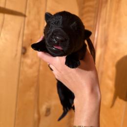Griffin - Black male German Shepherd puppy in Statesville, North Carolina from Von Haus Morgensturm