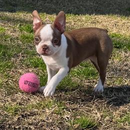 Lila (Mary Ludwig) - Lilac female Boston Terrier puppy in Murrells Inlet, South Carolina from Inlet Boston Terriers