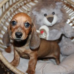 Girl 2 - Red female Dachshund puppy in Craig, Colorado from Rocky Mountain Shih Tzus and Dry Creek Miniature Dachshunds