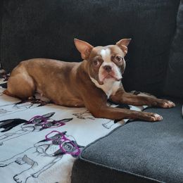 Moxy - Boston Terrier