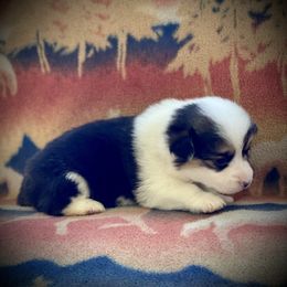 Girl 3 - Pembroke Welsh Corgi puppy in Woodland, Washington from MB Acres Corgis