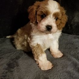 Assorted Doodle Crosses, Cavapoo, Cockapoo, and Poodle Puppies from Doodles by Tatum