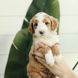 Twinkle - Red  female Goldendoodle puppy in Rio Linda, California from GoldendoodlePaw