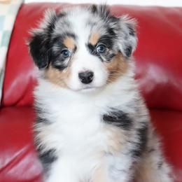 Jovi - Blue merle female Australian Shepherd puppy in Colorado from Firestone Australian Shepherds