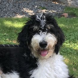 Bernedoodles, Goldendoodles, and Poodles from Lincoln Avenue Doodles
