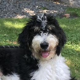 Bernedoodles, Goldendoodles, and Poodles from Lincoln Avenue Doodles