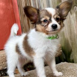 Milo (green) - White and sable male Papillon puppy in Chattanooga, Oklahoma from Lottie Dottie Scottie’s and Papillons