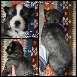 Kisses - Agouti and white female Siberian Husky puppy in Bloomfield, Indiana from Paiges lil huskies