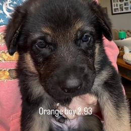 Boy 3 - Bi-color male German Shepherd puppy in Germantown, Ohio from TNT Pups