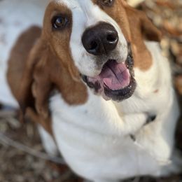 Basset Hound puppies from Breeze Basset Hounds