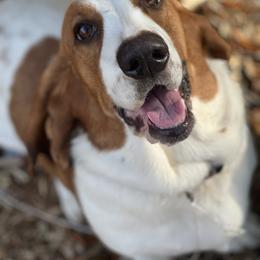 Basset Hound puppies from Breeze Basset Hounds