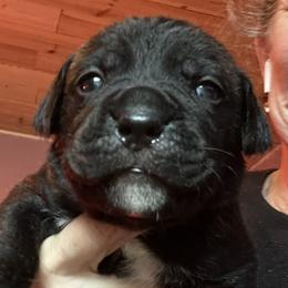 Light blue collar Fitch - Chestnut brindle female Cane Corso puppy in Scott County, Tennessee from Nuovo Inizi Kennels