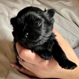 Dutch - Black male Pomeranian puppy in Springfield, Missouri from Hope Mountain Pomeranians