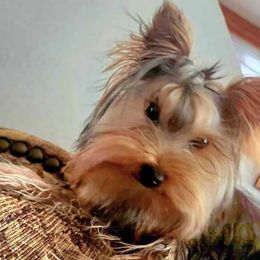 Jax - Yorkshire Terrier