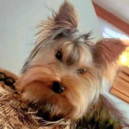 Jax - Yorkshire Terrier