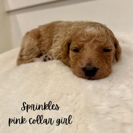 Sprinkles - Apricot female Goldendoodle puppy in Taylorsville, North Carolina from Doggone Dixie Doodles