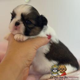 Millie - Sable and white female Shih Tzu puppy in Walkertown, North Carolina from Lil’ Bit’s Shih Tzu