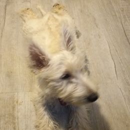 Piper Ann - Scottish Terrier