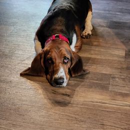 Basset Hound Puppies from Hancock House of Basset Hounds