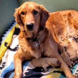 Golden Retrievers from Future Hope Goldens