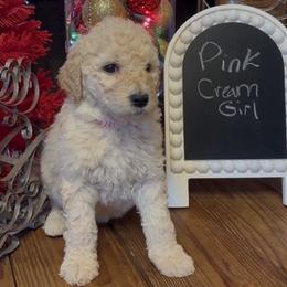 Pink - Betty - Cream female Goldendoodle puppy in Jasper, Georgia from Owen Doodles
