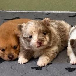 Girl B - Blue merle female Pomeranian puppy in Knoxville, Tennessee from Thea's Puppies