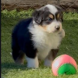 Boy 2 - Black tri-color male Australian Shepherd puppy in Divide, Colorado from Outlaw Farm and Kennel