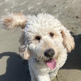 Goldendoodle All Grown Up from Goldenvalley Doodles